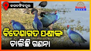 ବିଦେଶାଗତ ପକ୍ଷୀଙ୍କ ଚାଲିଛି ଗଣନା, ଜଗତସିଂପୁର || JAGATSINGHPUR NEWS