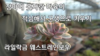 장마에 웃자란 다육이 적심해서 군생으로 키우기 라일락금 웨스트레인보우