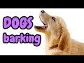 DOGS BARKING | 12 Dog Breeds Barking HD Sound Effect