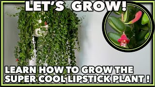 HOW TO GROW LIPSTICK PLANT