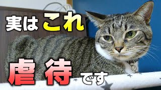 飼い主が猫にやってしまいがちな虐待にあたる行動10選