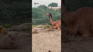 Cameller in market #short#viral#camelvideos