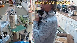 Stan's 20181015 New CH kitty Hatima