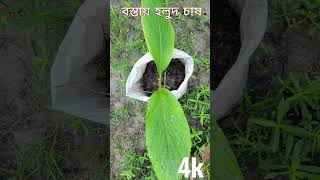 বস্তায় হলুদ চাষ হলুদ গাছের রূপান্তর।টবে হলুদ চাষ ছাদে হলুদ চাষ #bananiorganicgarden #হলুদ #turmeric