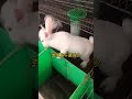 兔子养的好，喂料口诀要记牢 三农 养兔 兔子养殖 兔子养殖 rabbit 肉兔养殖