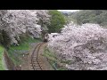 満開の桜の中、トロッコわたらせ渓谷号が通過