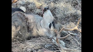 Unit 17, NM Mule Deer