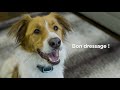 comment utiliser le système de dressage à jet™ petsafe® fr