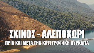 Σχίνος - Αλεποχώρι πριν και μετά την καταστροφική πυρκαγιά.Το αποτύπωμα μιας οικολογικής καταστροφής