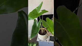 Alocasia Zebrina - I think he’s got bigger? #alocasia #houseplants #indoorplants #plantlover