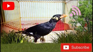 ৫-৬ মাসের কথা বলা ময়না পাখি। 5-6 month talking myna bird.ময়না পাখি পালন ও পরিচর্যা পর্ব -০৫।