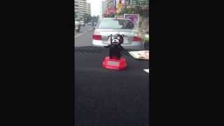 搞笑的熊本熊 kumamon