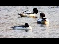 한국의 새 비오리 common merganser 겨울철새