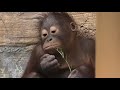 peaceful hour 穏やかな時間　orangutan tama zoological park