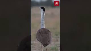 Great Indian Bustard | Environment | UPSC | ClearIAS