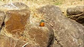 神奈川県立保土ヶ谷公園のカワセミ