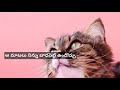 నా కోపం new whatsapp status 💞 9q breakup shyam slu