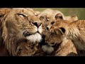 The Strongest Lion Pride In Luangwa Valley - National Geographic Documentary 2020 (full Hd 1080p)