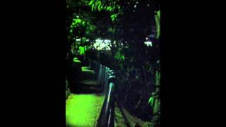 2011年代田橋夜の蝉