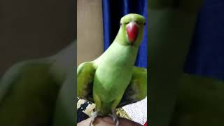 Parrot dance on Mosam sahi hai || talking parrot Mitthu
