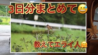 パンダモドキのこみんかこうみんかん〜古民家公民館〜3日分まとめて😅兵庫県多可郡多可町加美区多田で奮闘中！