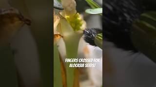 Never tried pollinating Alocasia before, noticed two flowers and one produced pollen 🤞#alocasia