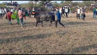 Tiger hele ki takkar Vs shera2 Nagpur. in aashti tournament