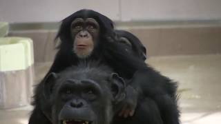 リュウ家族 チンパンジー 15 Chimpanzee Ryu family groups