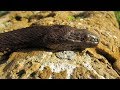 The sneaky brown water snake