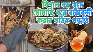 বসত বাড়িতে খুদের মৌমাছি চাষ করার সঠিক পদ্ধতি | মৌমাছি বাক্সবন্দী করার পদ্ধতি | Method of caging bee