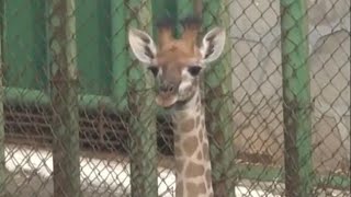 Baby giraffe reaches two meters tall