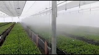 TAVLIT Misting system in Colombia