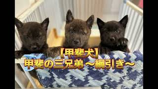 【甲斐犬】新たな生命の誕生 #8 〜綱引き〜