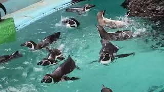 桂浜水族館のペンギン達💕みんなでバタバタ2022年2月