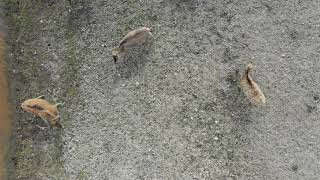 Babylycka i Nordens största safaripark Eriksberg.