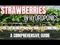 Strawberry Hydroponics - All You Need to Know