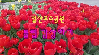 113.일산호수공원 튤립 감상하기