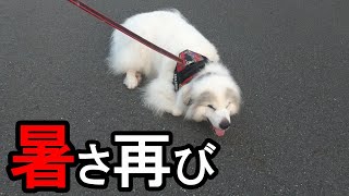 【GPラム】暑い日が戻ってきた【今回も献立付き】