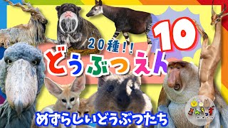 【子供向け動物アニメ】動物園へ行こう！part10☆ハシビロコウ テングザルなど世界の珍しいどうぶつ 20種類が大集合！動く動物図鑑で動物の名前を覚えよう◎【 珍しい動物たち】