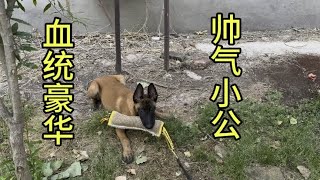 宁夏朋友的小马犬长的非常精神漂亮的小家伙，看看它的表现如何吧