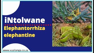 iNtolwane: Elephant's Root