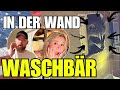 🇺🇸 Wir holen ihn da raus... WASCHBÄR in der Wand 😱  | USA Auswanderer Vlog #46 #weeklyvlog