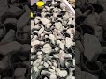 strong permeable gravel driveway construction innovation shorts