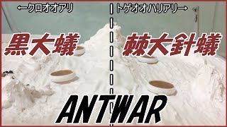 蟻戦争＃147   蟻戦争①1日目～ついに開幕～編～ANTWAR day1～