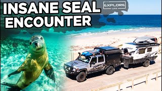 EPIC CAGE DIVES, SEALS & ROCKPOOLS | PORT LINCOLN!