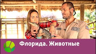 Флорида. Животные | Живые символы планеты | Живая Планета