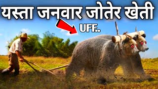 मरुभूमि मा उट जोतेर खेती || Wild Animals That Are Being Used For Farming || Animal Plowing