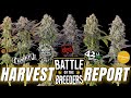 Harvest Report - 6 Strains - Battle Of The Breeders