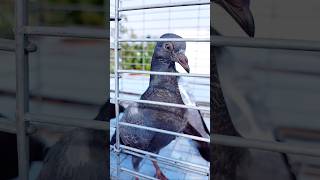 கர்ணம் அடிக்கலையா?🪽#solution #tamil #tips #video #pigeon #karna #pura #shorts