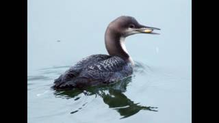 Pacific Loon Gets Friendly